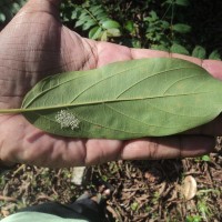 Alangium salviifolium (L.f.) Wangerin